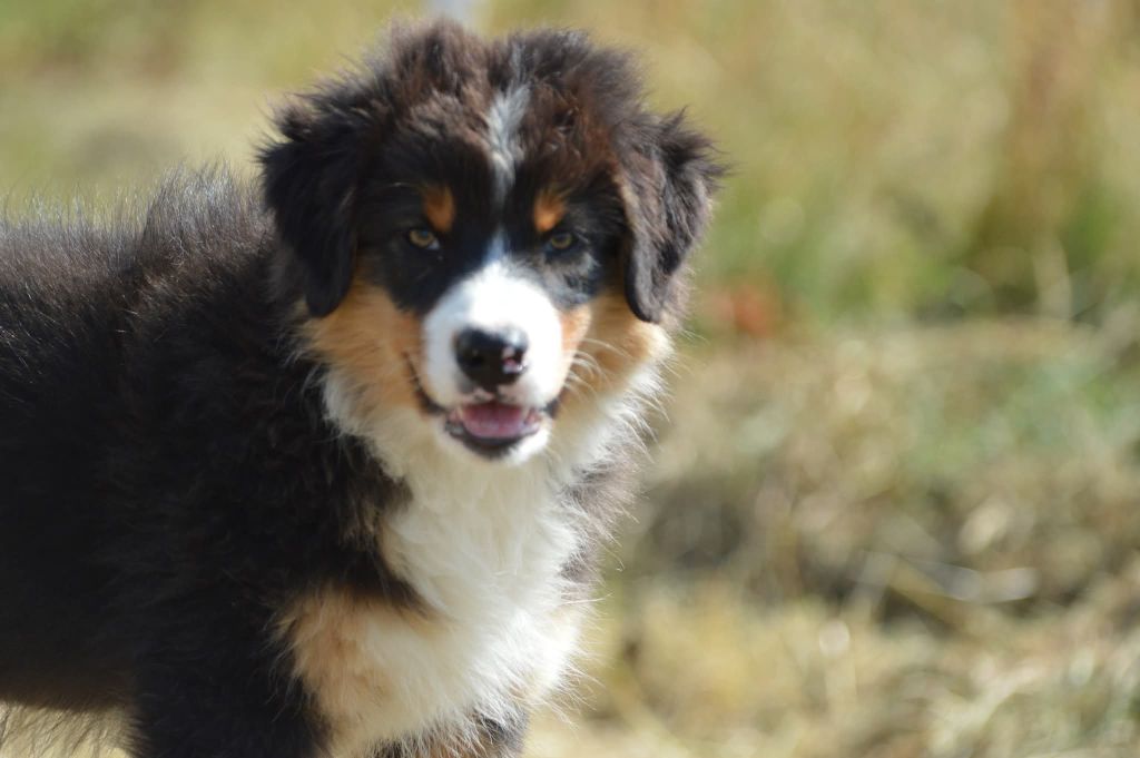 des Ptits Bergers en Terre Bio - Chiots disponibles - Berger Australien