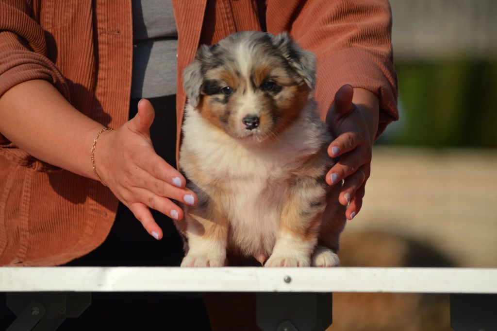 des Ptits Bergers en Terre Bio - Chiots disponibles - Berger Australien