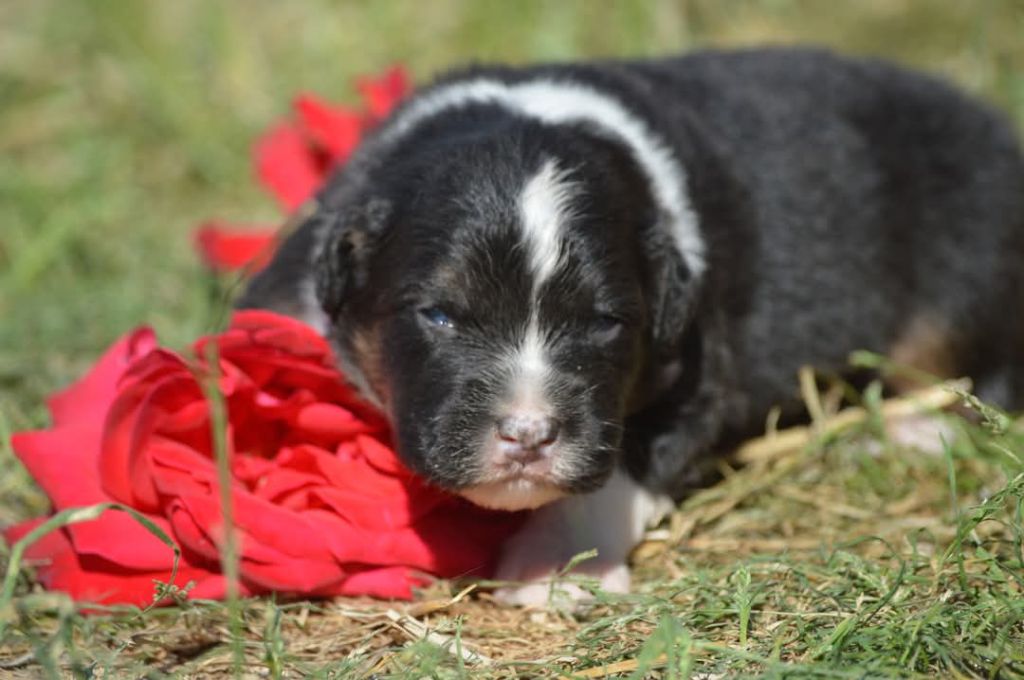 des Ptits Bergers en Terre Bio - Chiots disponibles - Berger Australien