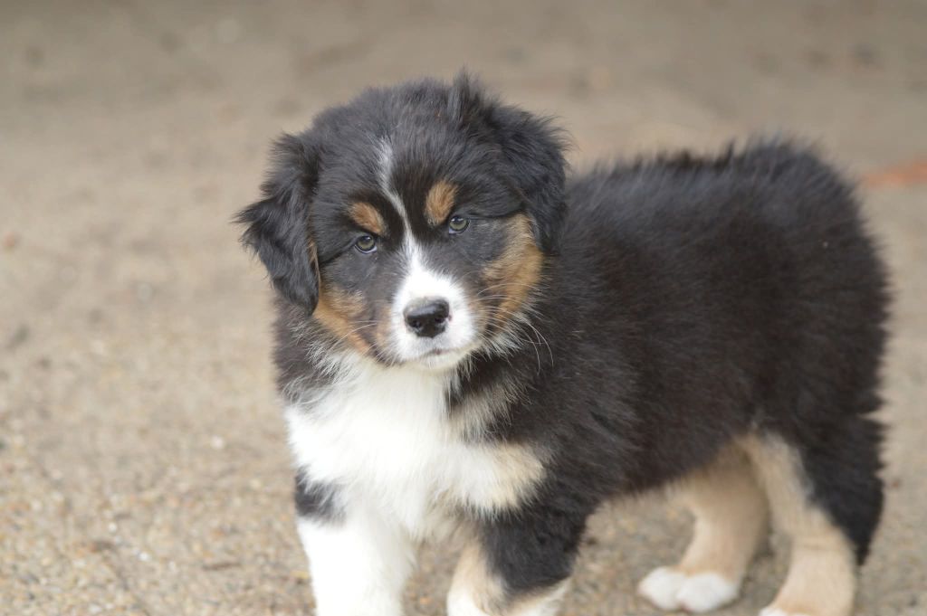 des Ptits Bergers en Terre Bio - Chiots disponibles - Berger Australien