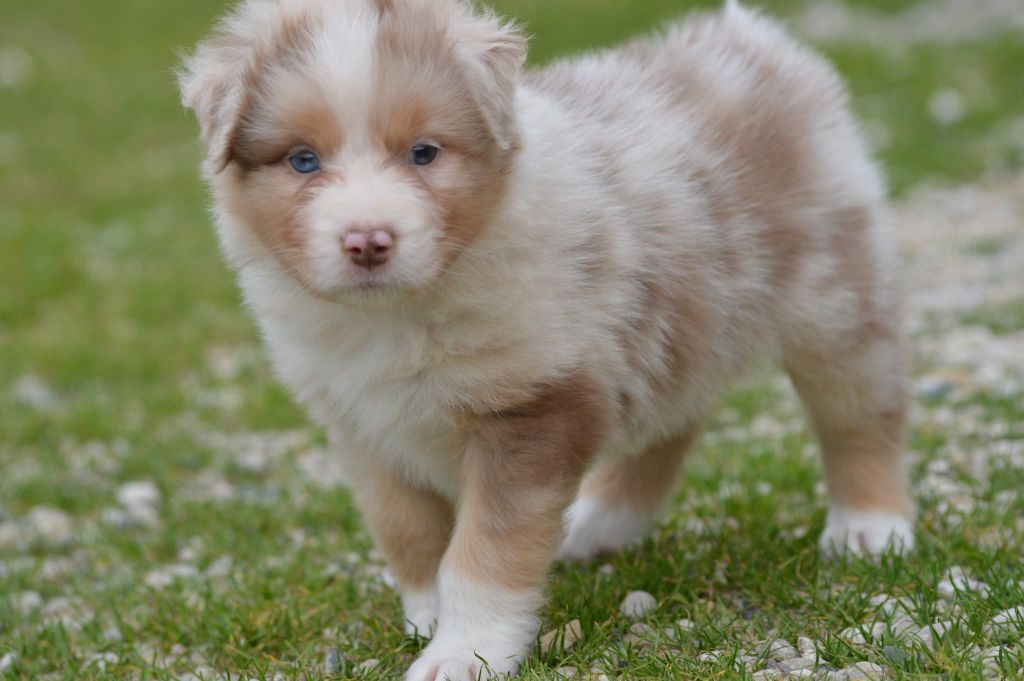 des Ptits Bergers en Terre Bio - Chiots disponibles - Berger Australien